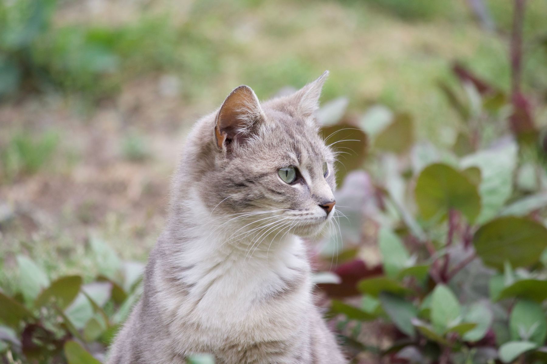 Katze