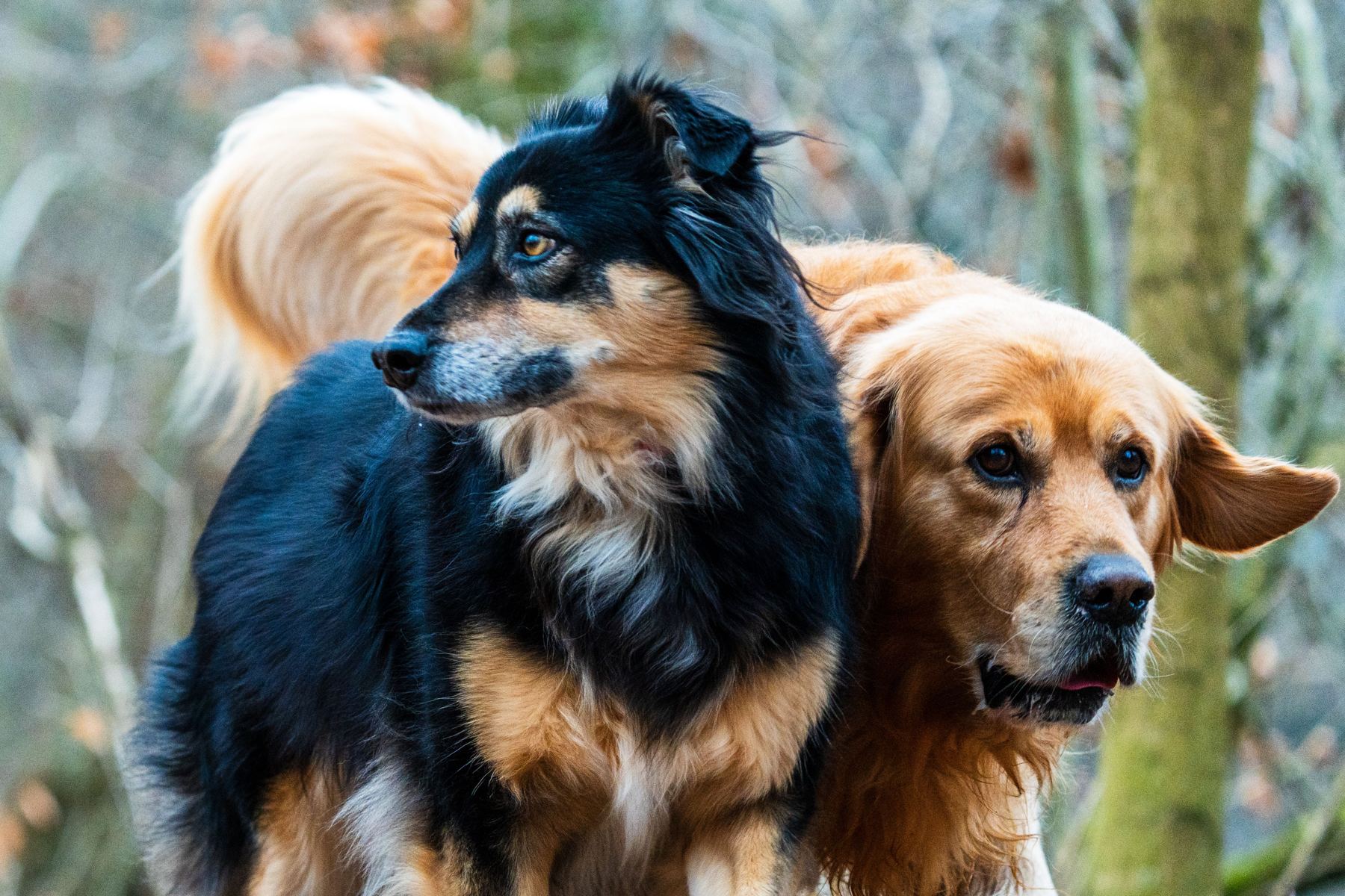 Hunde auf der Wiese